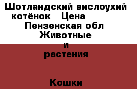 Шотландский вислоухий котёнок › Цена ­ 1 500 - Пензенская обл. Животные и растения » Кошки   